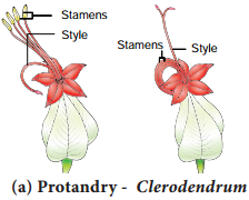 Pre-fertilization Structures and events img 10