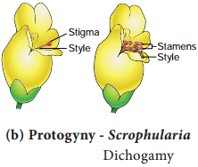 Pre-fertilization Structures and events img 11