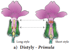 Pre-fertilization Structures and events img 13