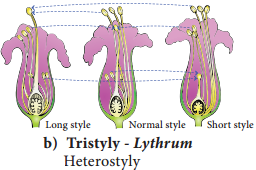 Pre-fertilization Structures and events img 14