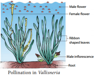 Pre-fertilization Structures and events img 16