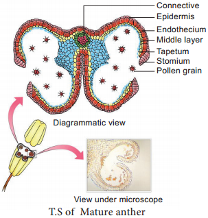 Pre-fertilization Structures and events img 2