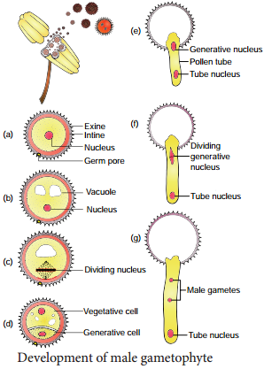 Pre-fertilization Structures and events img 3