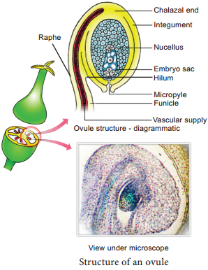 Pre-fertilization Structures and events img 4