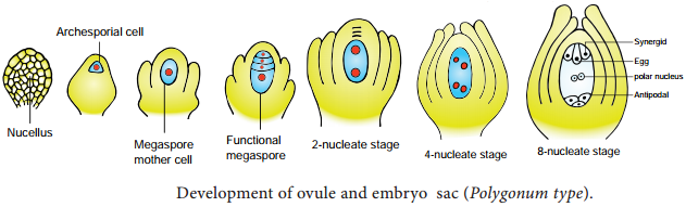 Pre-fertilization Structures and events img 6