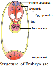 Pre-fertilization Structures and events img 7