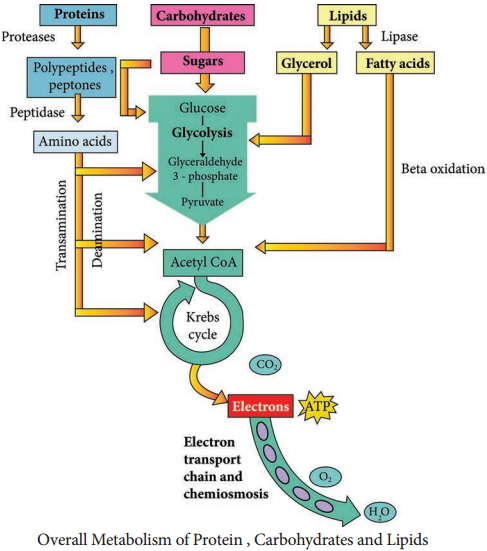 Protein Metabolism img 1
