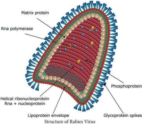 Rabies Virus Types and its Laboratory Diagnosis img 1