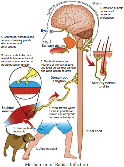 Rabies Virus Types and its Laboratory Diagnosis img 2