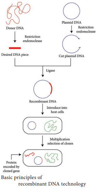 Recombinant DNA Technology img 1