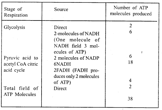 Respiration in Plants Class 11 Important Extra Questions Biology 4