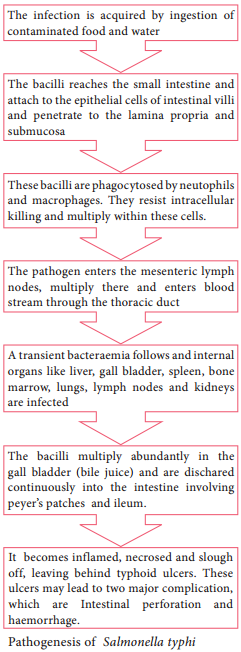 Salmonella typhi of Bacteriology img 2
