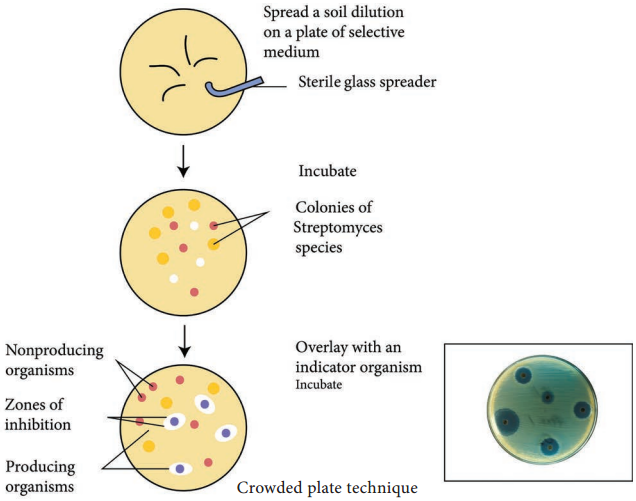 Screening of Industrially Important Microorganism img 1
