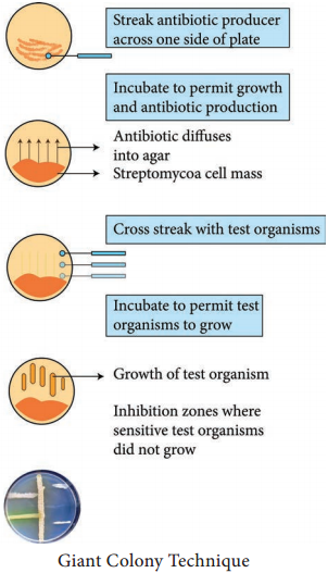 Screening of Industrially Important Microorganism img 2