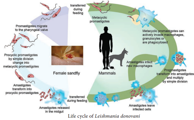 Tissue Flagellates - Leishmania Donovani img 2