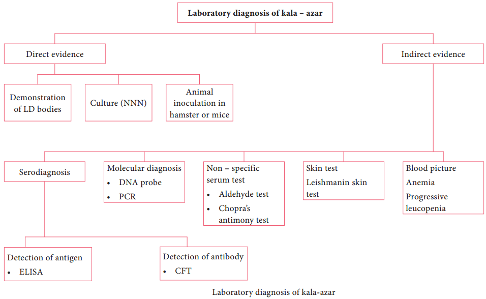 Tissue Flagellates - Leishmania Donovani img 5