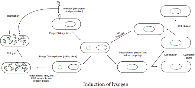 Transfer of Genetic Material img 10