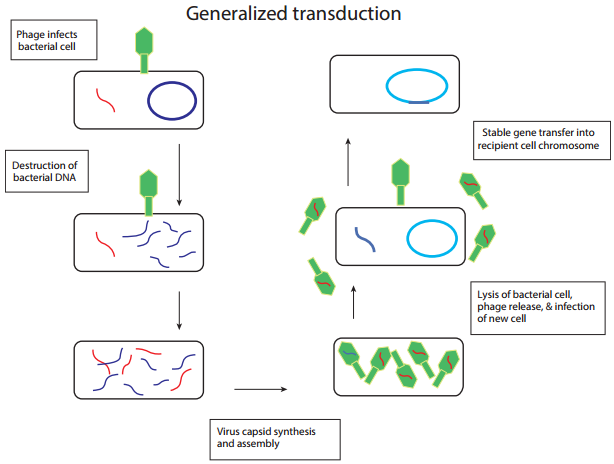 Transfer of Genetic Material img 11