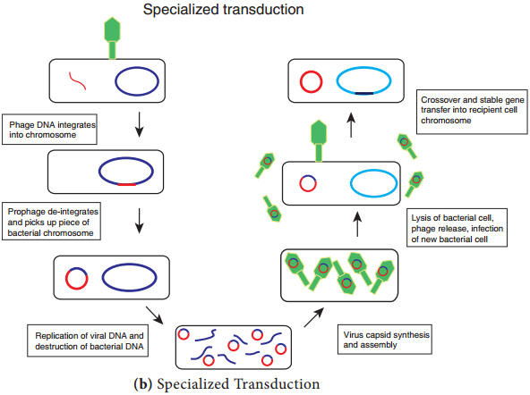 Transfer of Genetic Material img 12