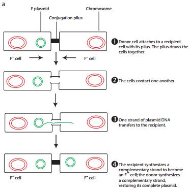 Transfer of Genetic Material img 3