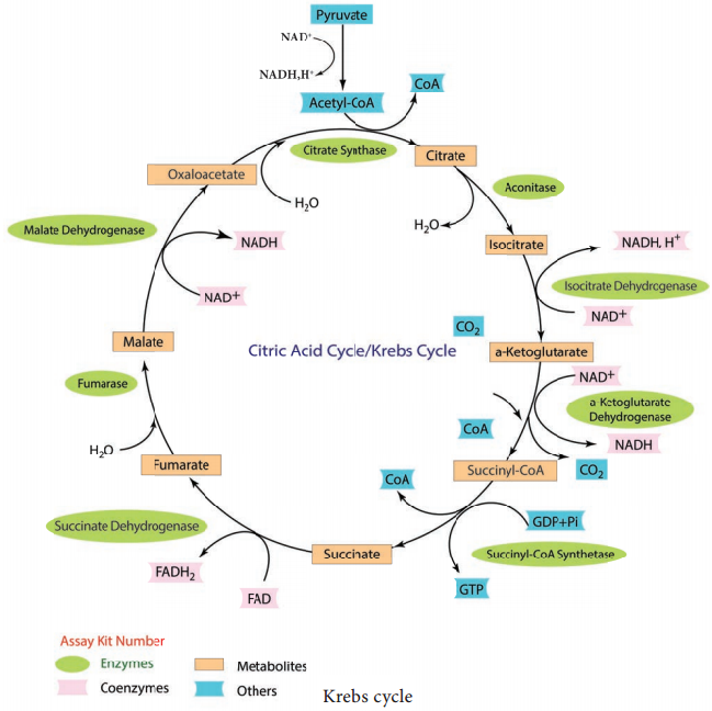 Tricarboxylic Acid Cycle img 1