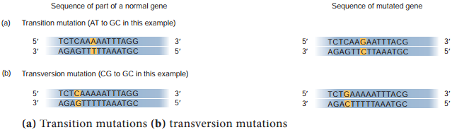 Types of Mutation img 1