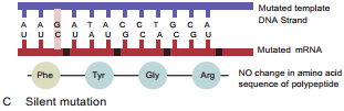 Types of Mutation img 5