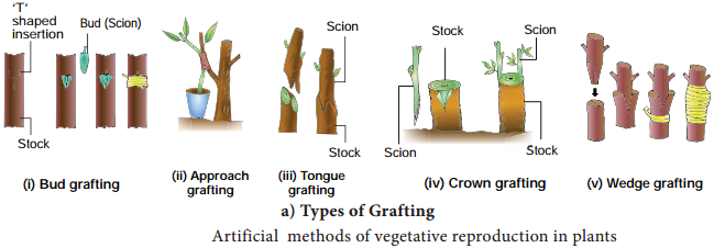 Vegetative Propagation Definition Types Examples Explanations vegetative-propagation-definition-types-examples-explanations