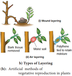 Vegetative Reproduction img 3