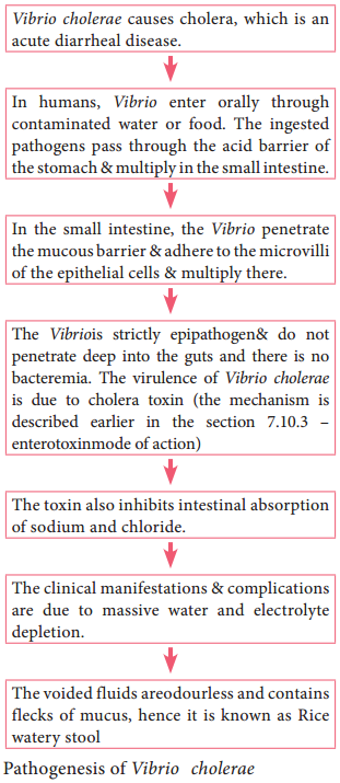 Vibrio cholerae img 3
