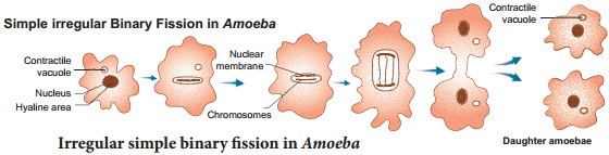 Asexual Reproduction img 1