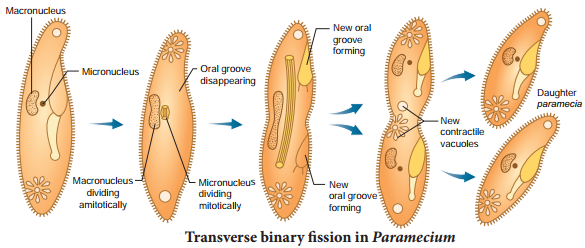 Asexual Reproduction img 2