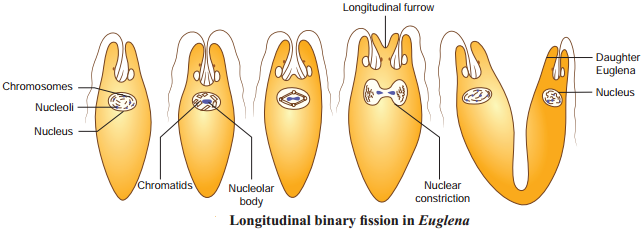 Asexual Reproduction img 3