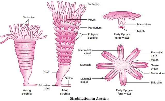 Asexual Reproduction img 5