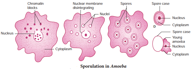 Asexual Reproduction img 6