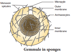 Asexual Reproduction img 9