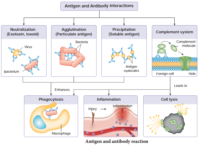 Basic Concepts Of Immunology img 12