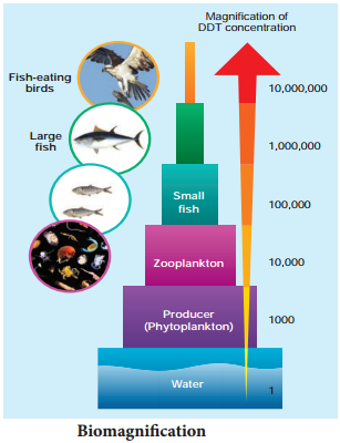 Biomagnification img 1