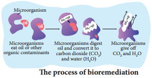 Bioremediation in Human Welfare img 1