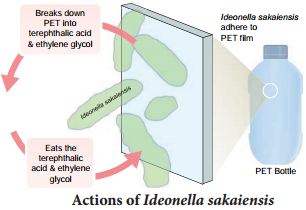 Bioremediation in Human Welfare img 2