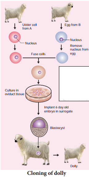 Biotechnology Of Animal Cloning Biotechnology Of Animal Cloning