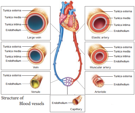 arteries veins and capillaries comparison