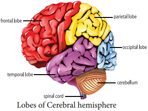 Central Neural System (CNS) - Brain - Spinal Cord img 1