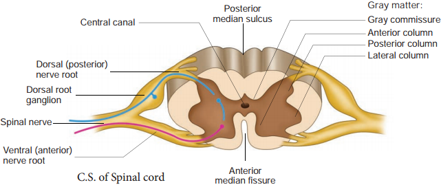 Central Neural System (CNS) - Brain - Spinal Cord img 6