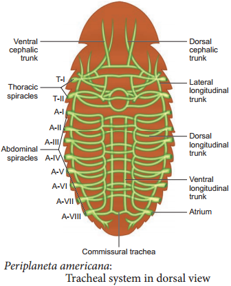 Cockroach - Periplaneta Americana img 7