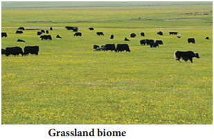 Concept of Biome and Their Distribution img 4