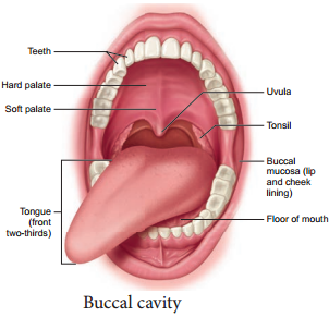 Digestive System img 2