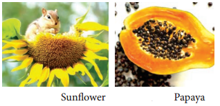 Dispersal of Seeds and Fruits img 3