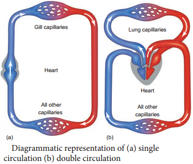 Double Circulation - Blood Circulation in Humans img 1