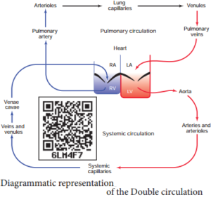 Double Circulation – Blood Circulation in Humans
